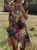 Women's Short Sleeve Summer Floral Dress Crew Neck Daily Going Out Casual Midi H-Line T-Shirt Dress